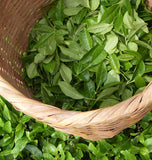 Green Tea Fat Burner - Brûleur de Graisse Naturel au Thé Vert - 200 capsules de Applied Nutrition